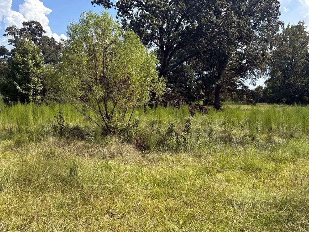 Overgrown field before Bulldog Land Management cleared it