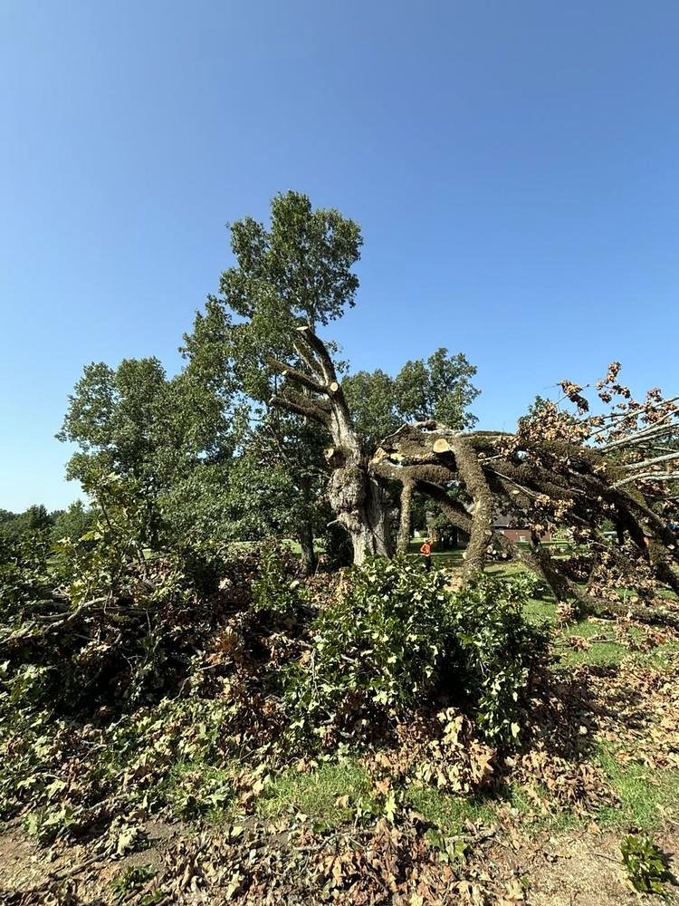 Large storm-damaged tree limbs cut and cleared by Bulldog Land Management